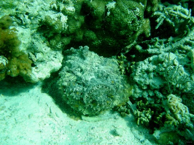 107- Poisson-pierre bien camoufle 